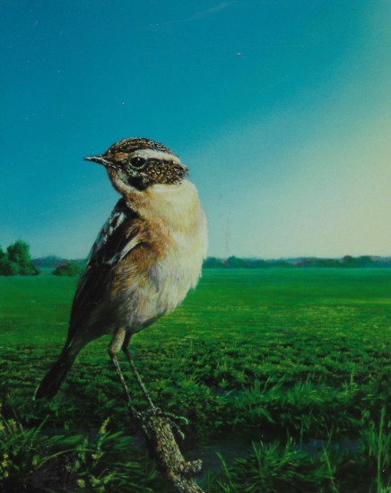 Whinchat